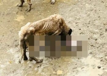 Barınaktaki Köpek Ölümlerinin Faturası Pazaryeri’ne mi Kesiliyor?