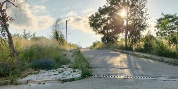 KALDIRIMLARI OTLAR KAPLAYINCA VATANDAŞLARIN YILAN KORKUSU BAŞLADI