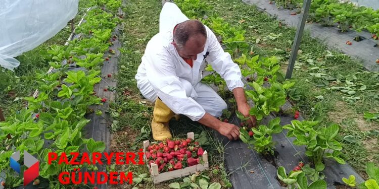 Pazaryeri’nde Hibe Destekli Çilek Projesi Meyvesini Verdi: İlk Hasatta Büyük Başarı